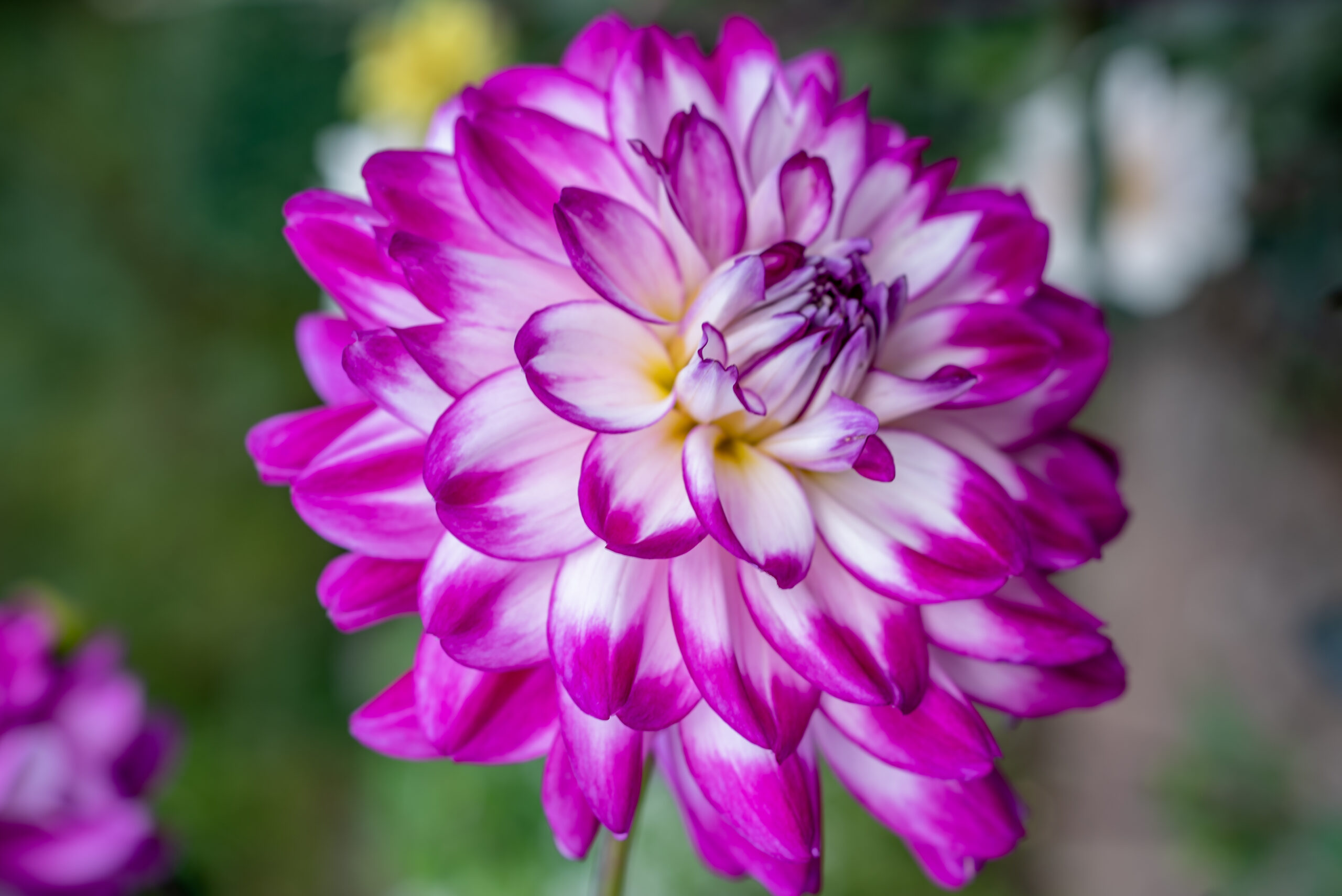 You are currently viewing August 2 nyhedsbrev